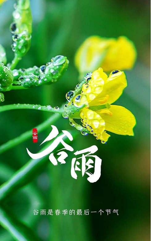 今日谷雨节气：雨生百谷，暮春将夏