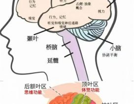 找对象一定要找前额叶发达的