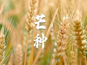 今日芒种节气：“芒”有所获，种有所得